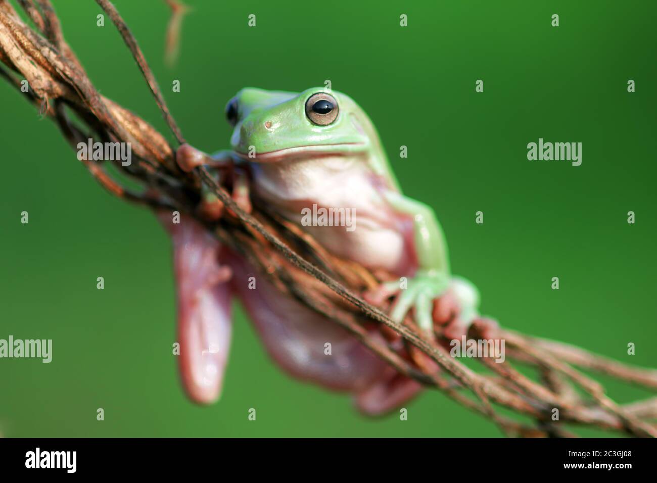 frogs, tree frogs, dumpy frogs in tree branches or flowers Stock Photo