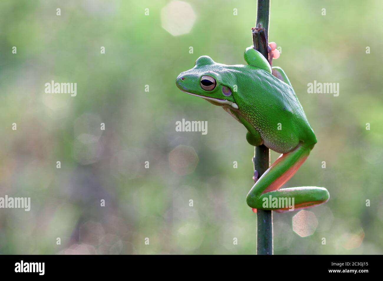 frogs, tree frogs, dumpy frogs in tree branches or flowers Stock Photo