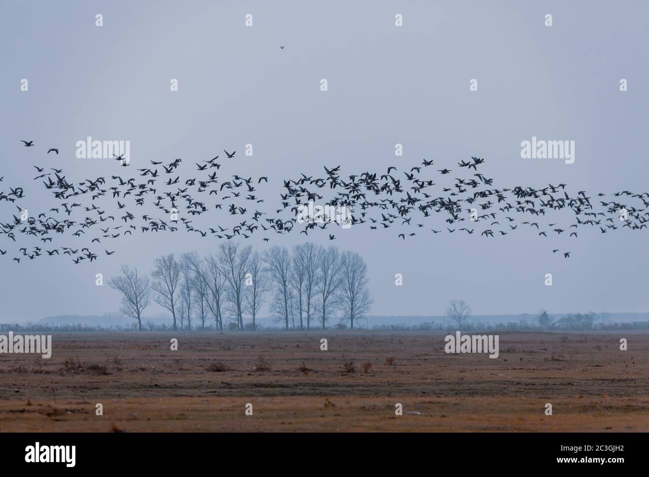flying flock Greylag goose, Hortobagy Hungary Stock Photo