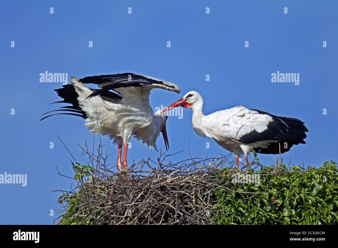 White Stork courtship display Stock Photo