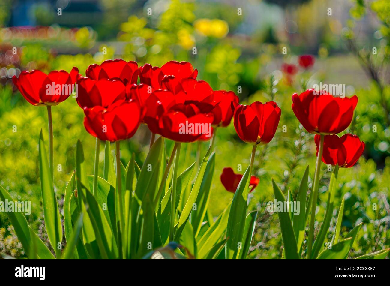 spring flower in my summer season garden Stock Photo - Alamy