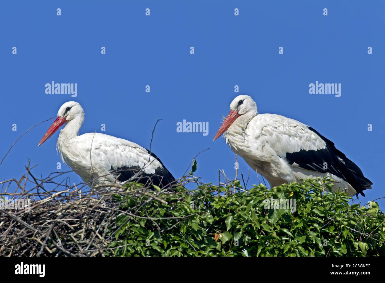 White Stork adult birds on the aerie Stock Photo