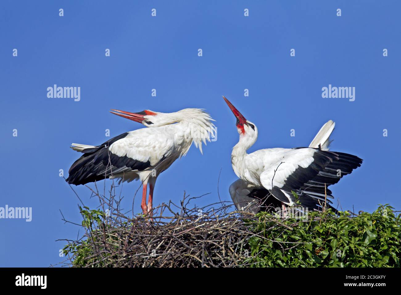 White Stork display Stock Photo