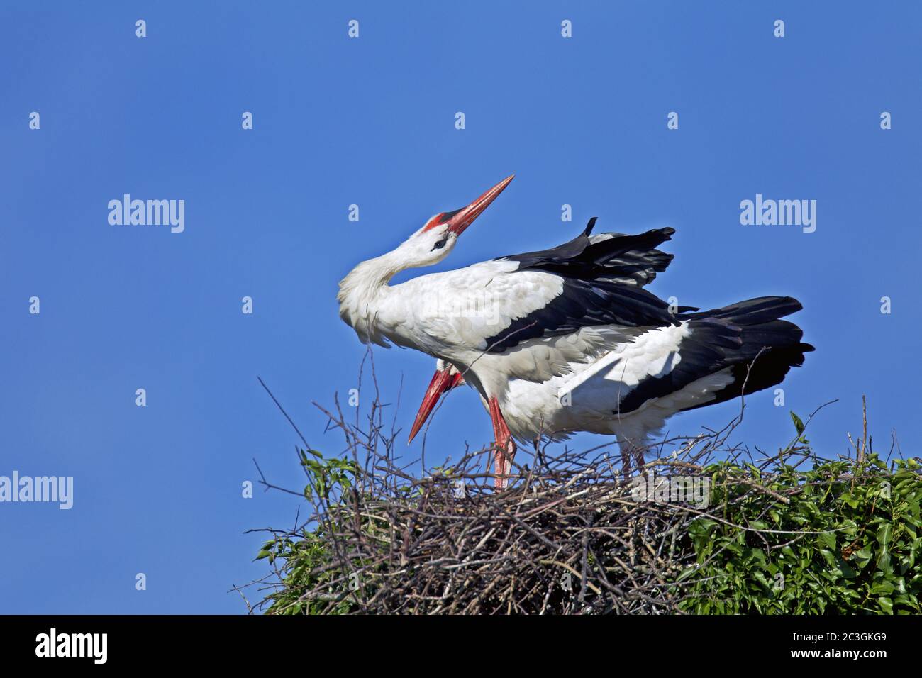 White Storks courting Stock Photo