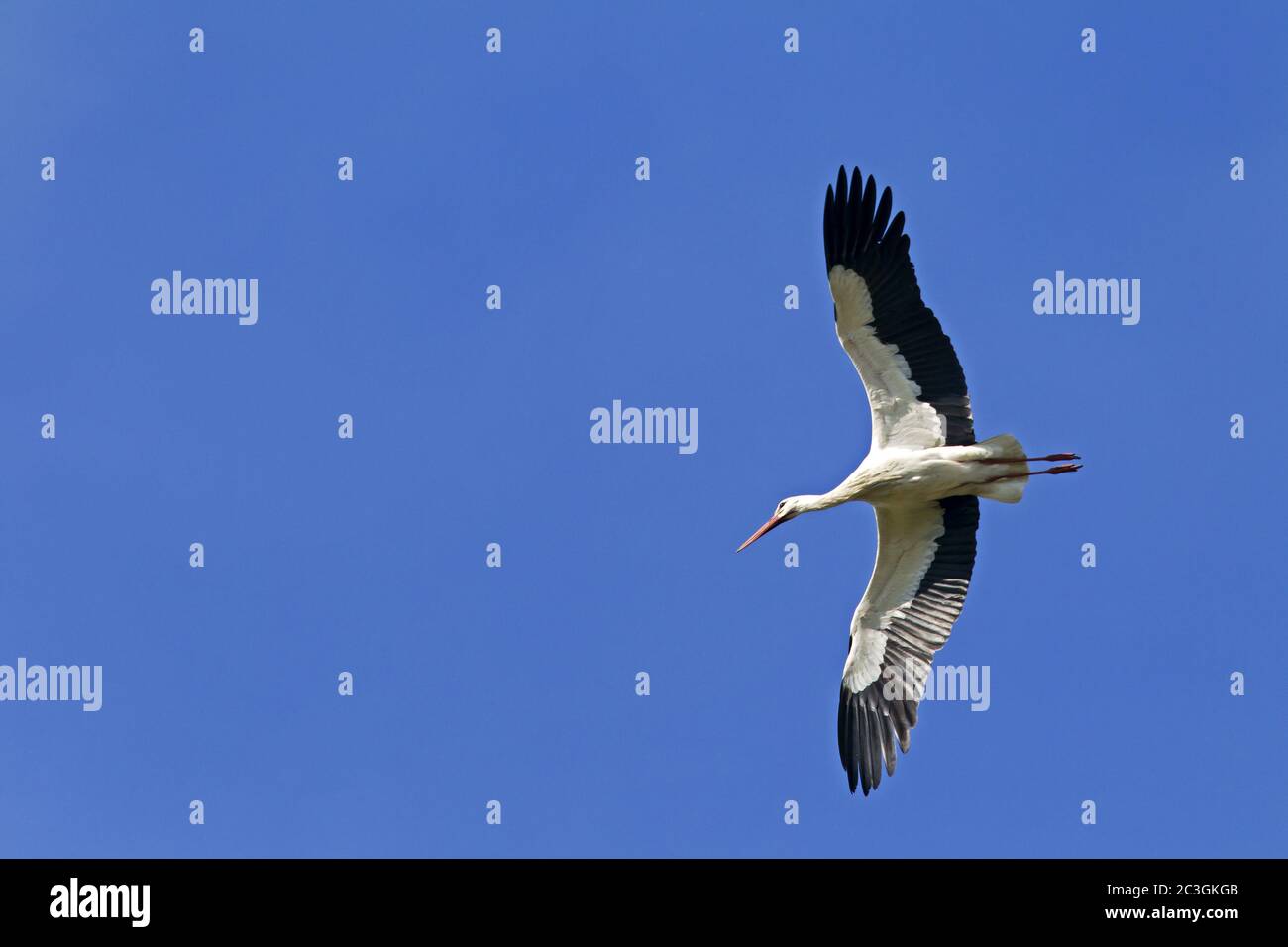 White Stork in flight Stock Photo