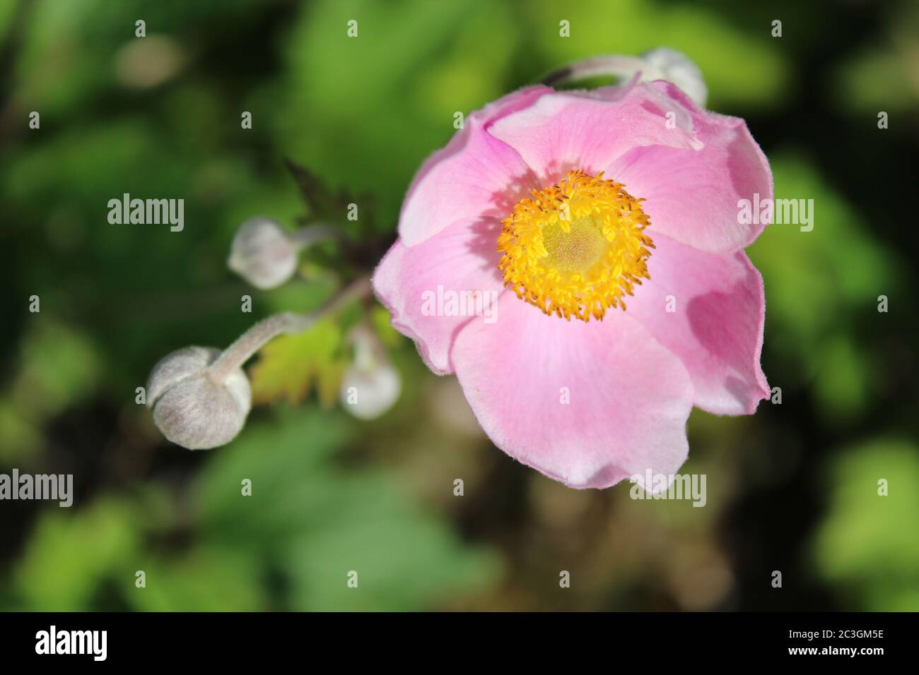 Closeup shot of a Japanese anemone with blurred background Stock Photo