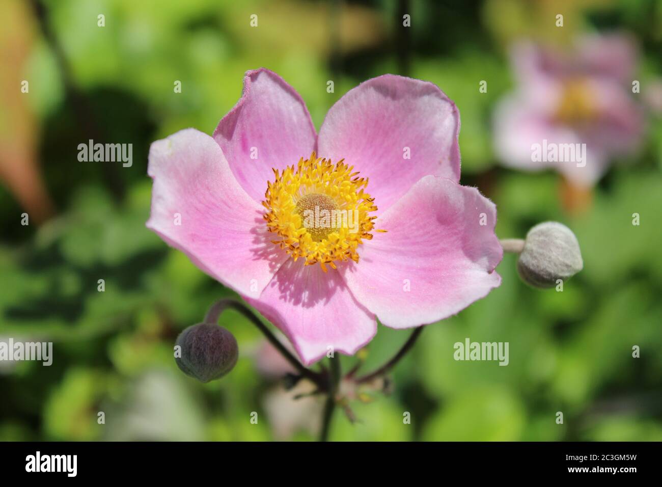 Closeup shot of a Japanese anemone with blurred background Stock Photo