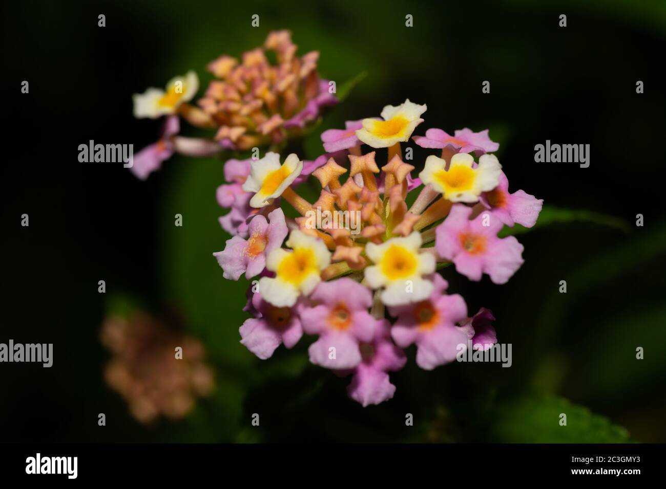 Madagascar Flower High Resolution Stock Photography and Images Alamy