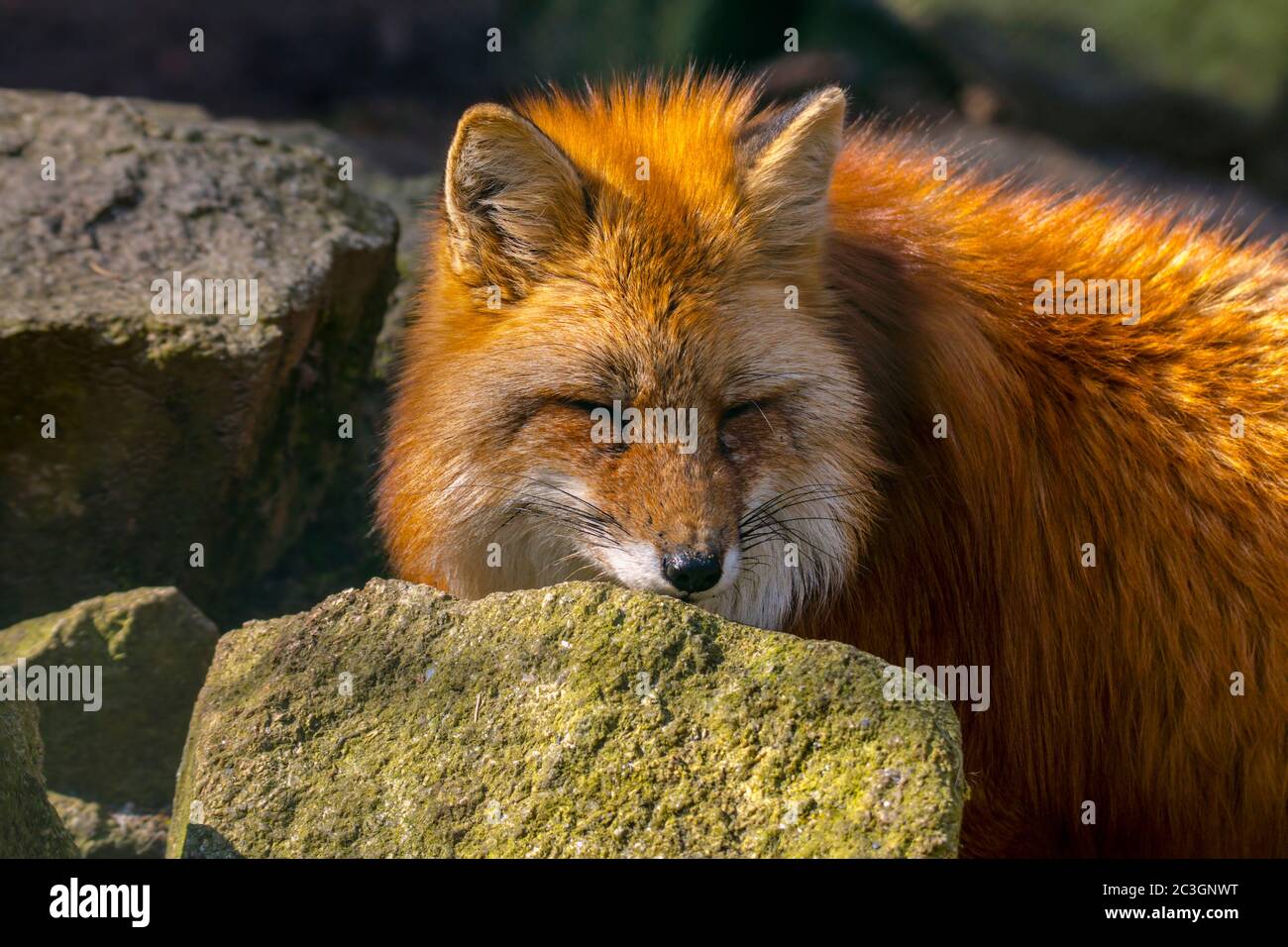 red fox hunting season in summer light Stock Photo Alamy
