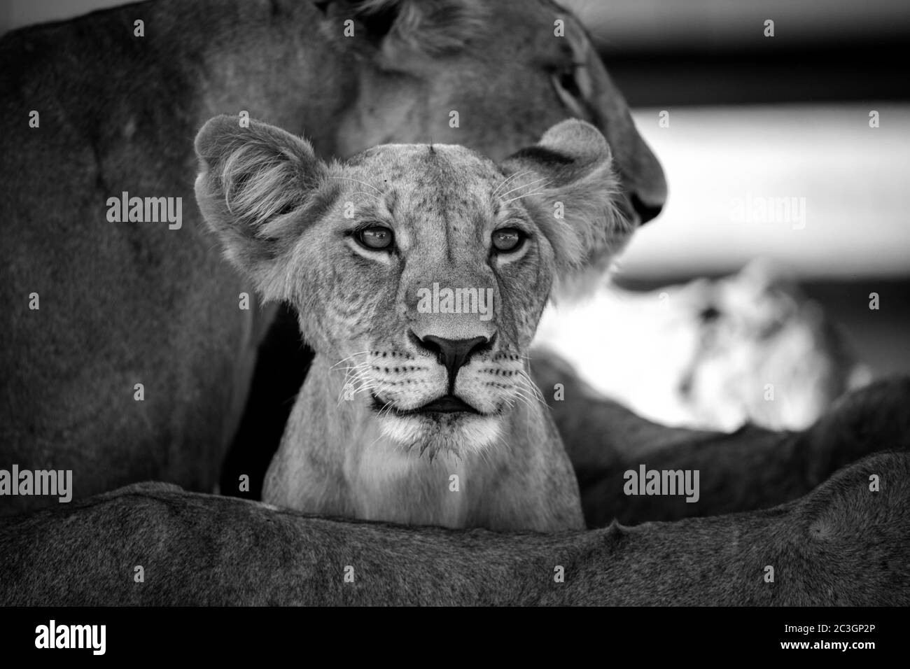 A mall lion is between his mothers legs and watching for somethings Stock Photo