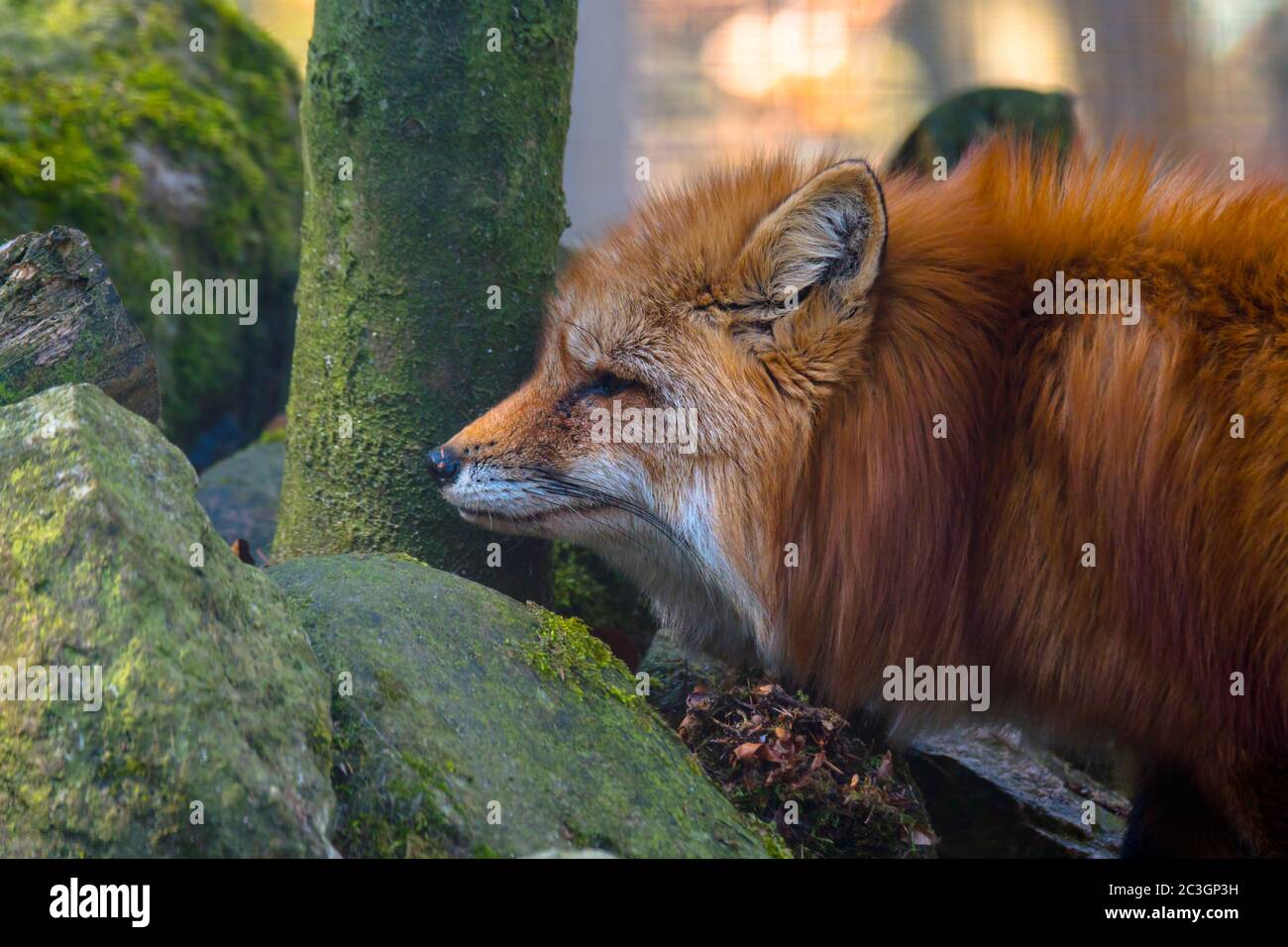 red fox hunting season in summer light Stock Photo Alamy