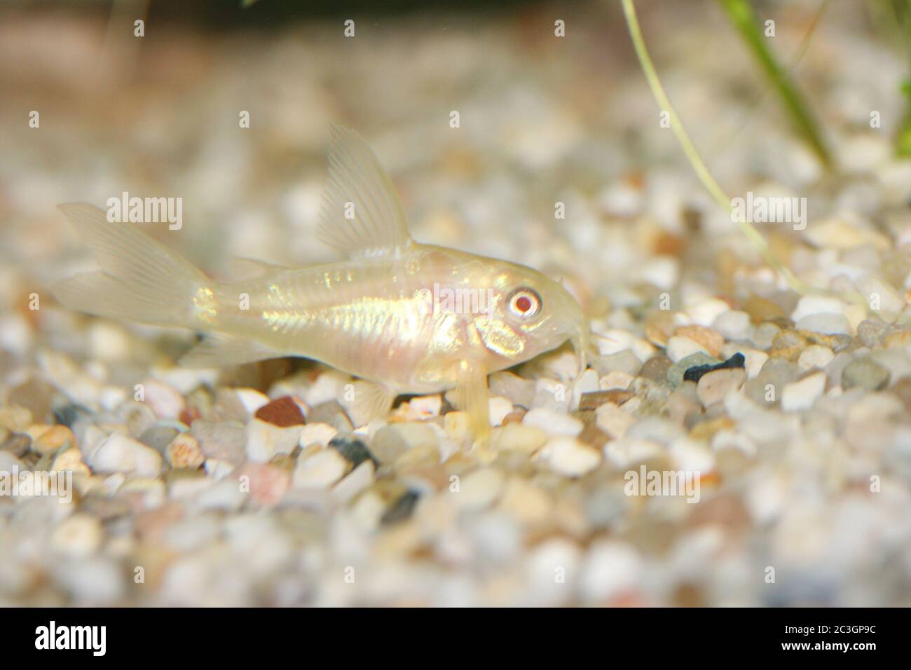 The Albino catfish (Corydoras paleatus) Stock Photo