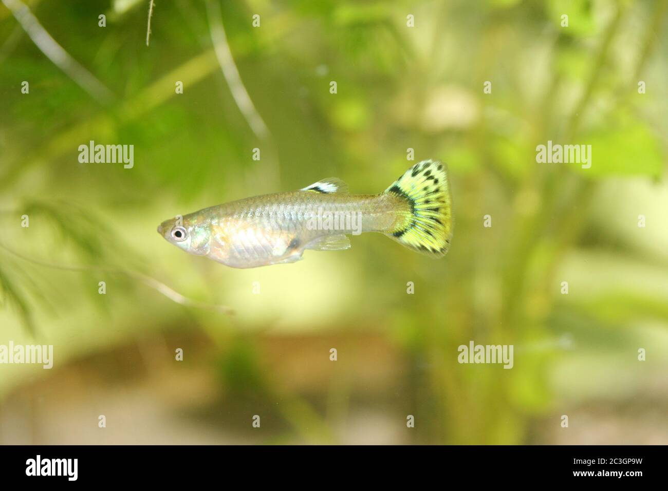 Yellow Female Guppy