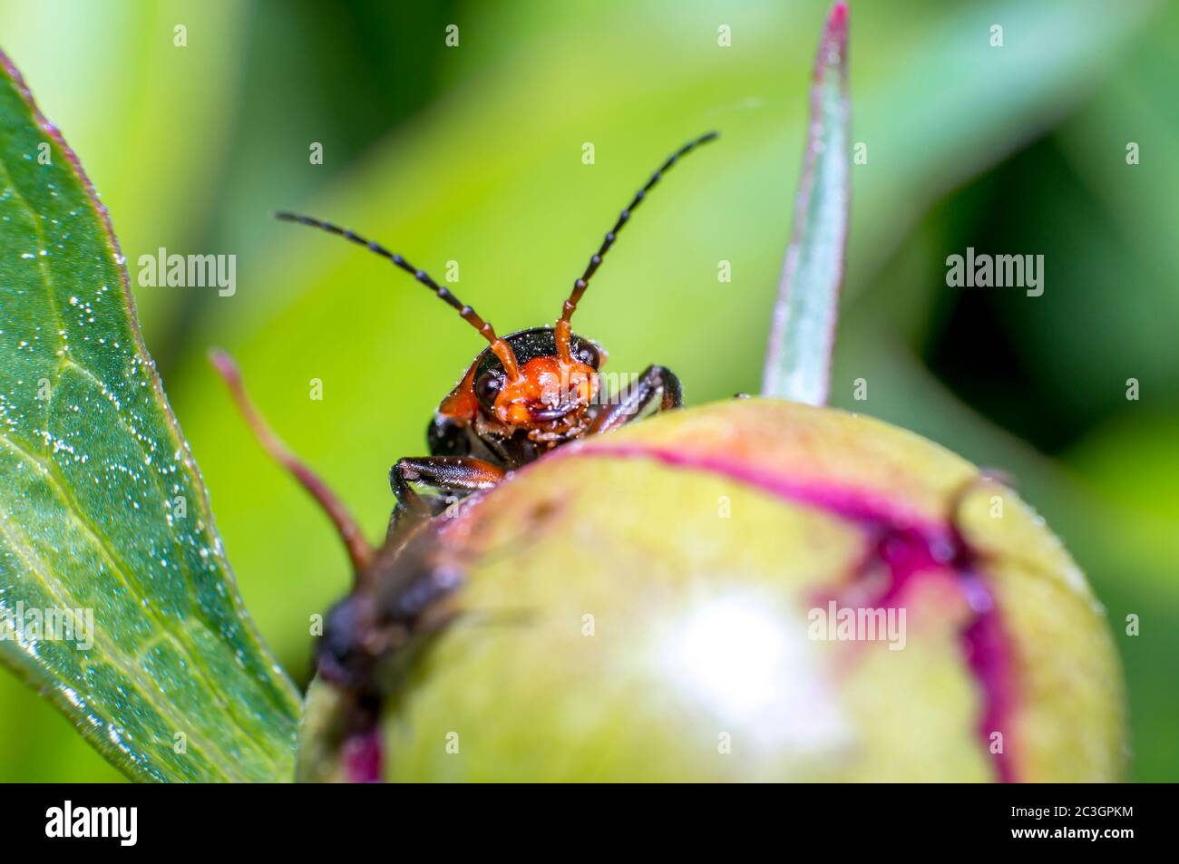 red soldier beetle in the season garden Stock Photo Alamy