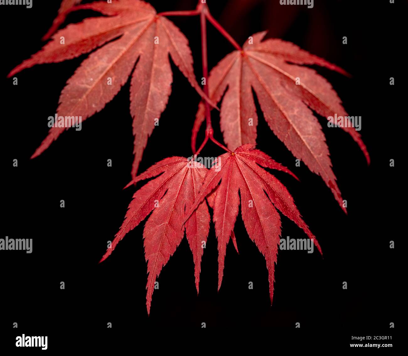 red maple leaf on black for natural background Stock Photo