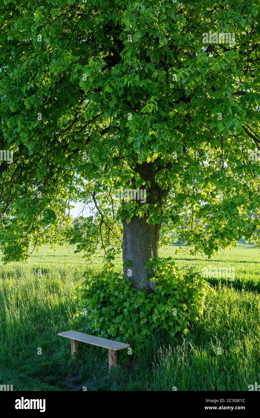 Small wooden bench resting place under the tree Stock Photo Alamy