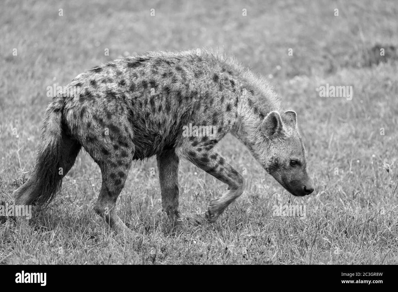 One hyena walks in the savanna in search of food Stock Photo