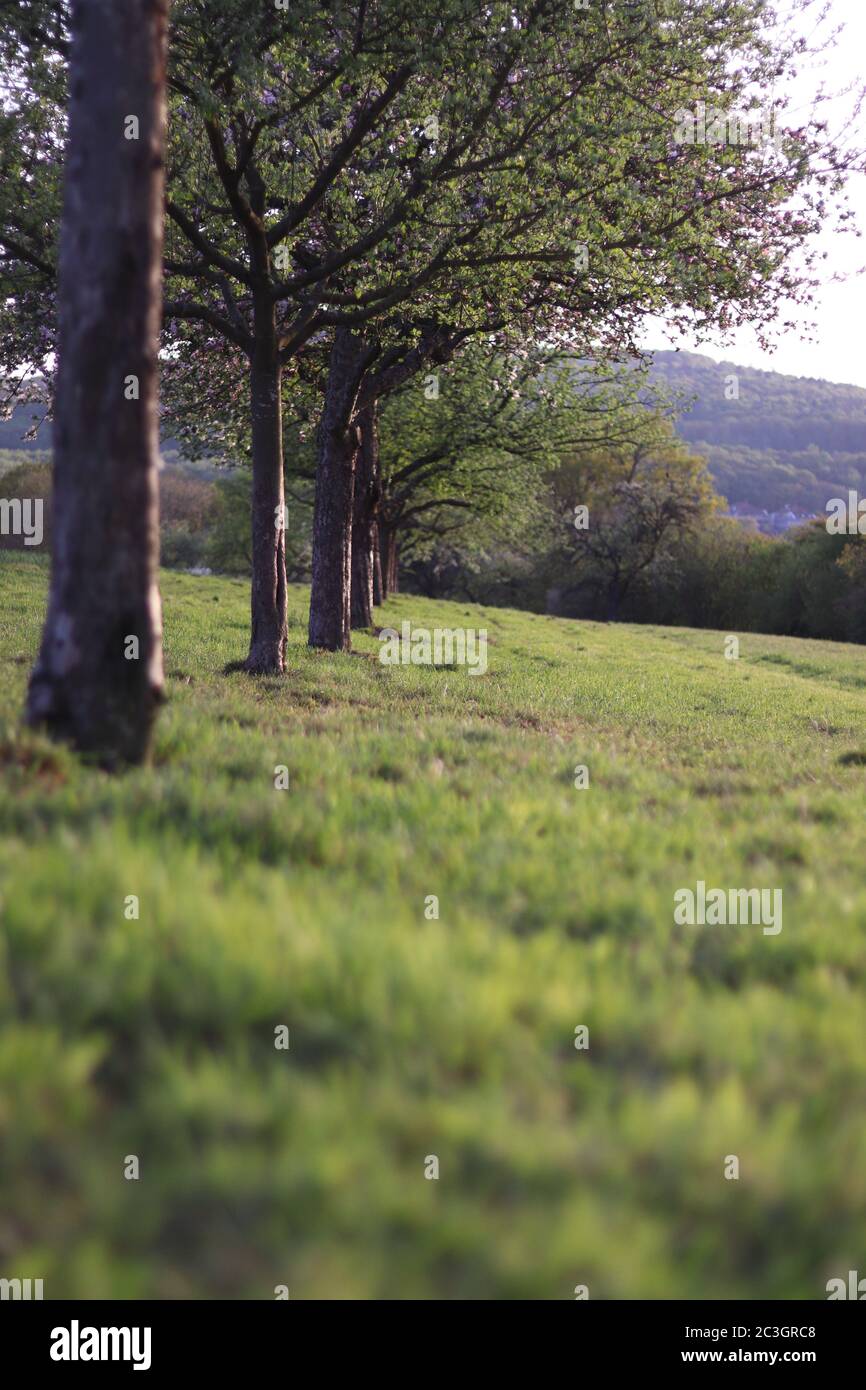Vertical shot of a tree row surrounded with grass Stock Photo - Alamy