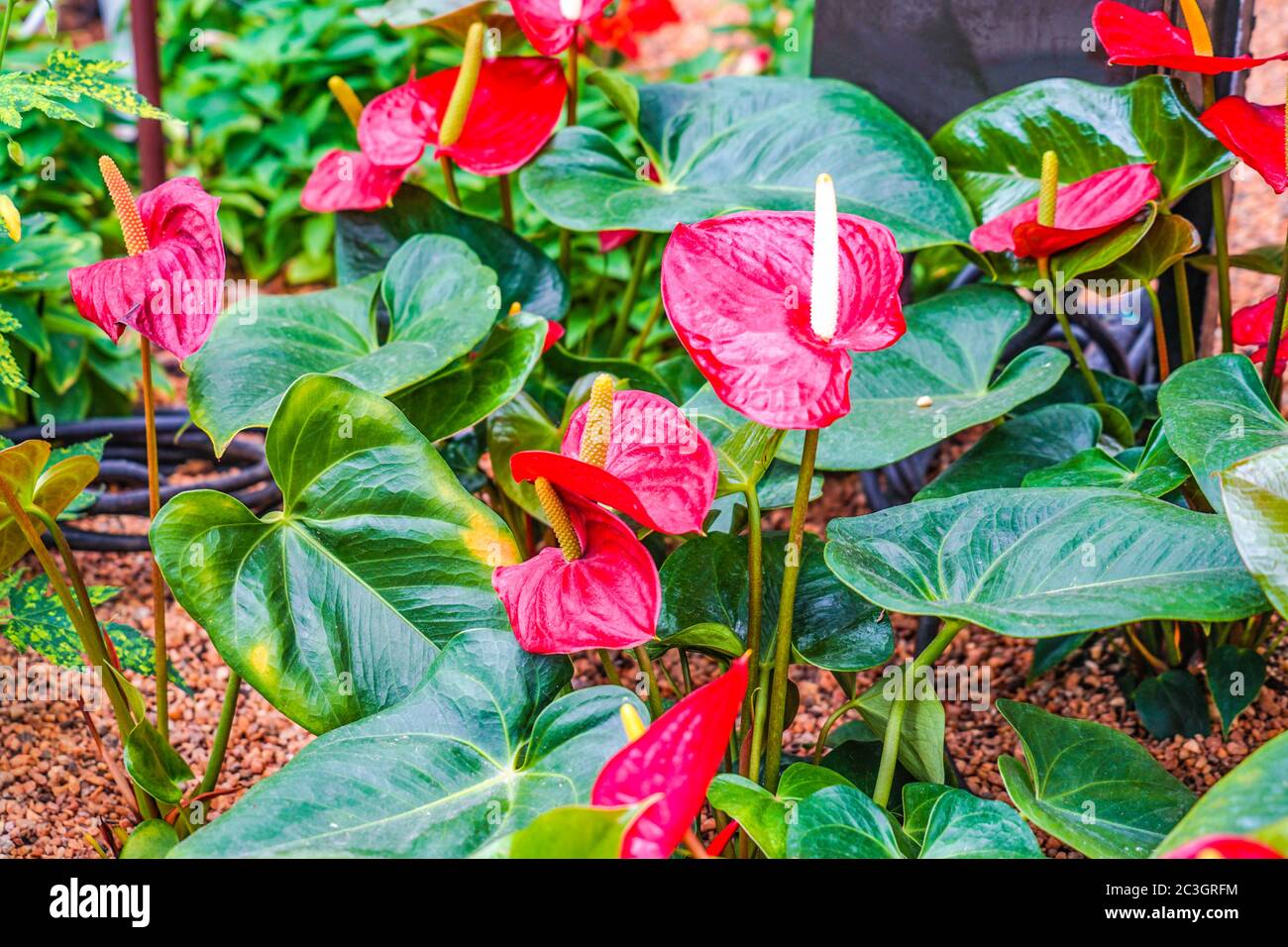 Amazon rain forest flowers hires stock photography and images Alamy