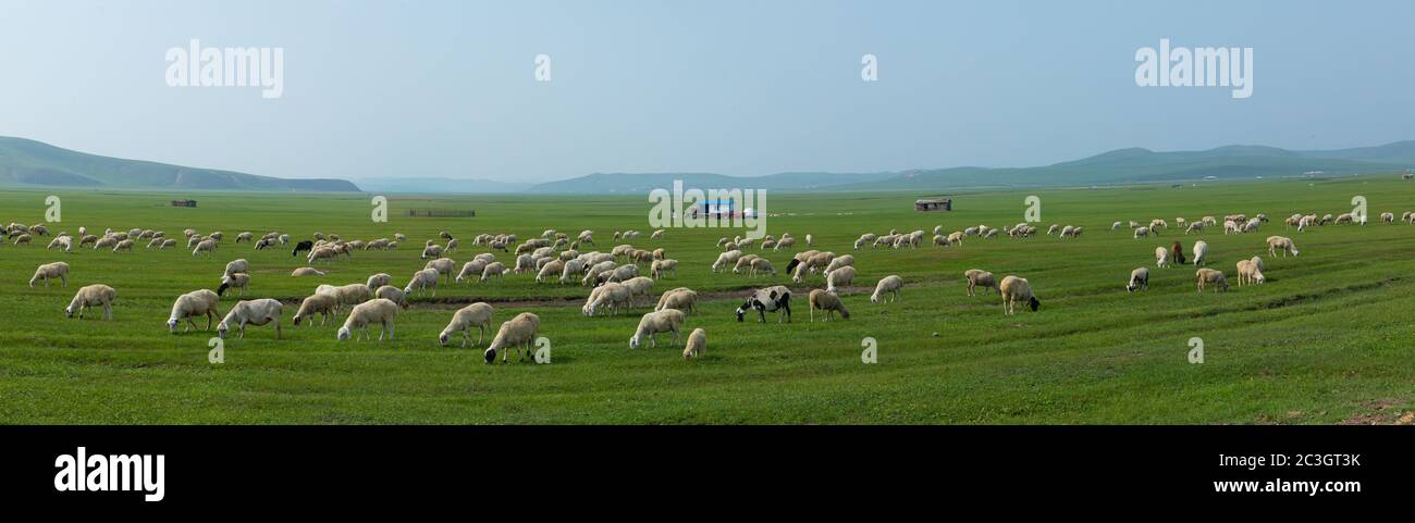 Hulunbuir grassland grazing Stock Photo - Alamy