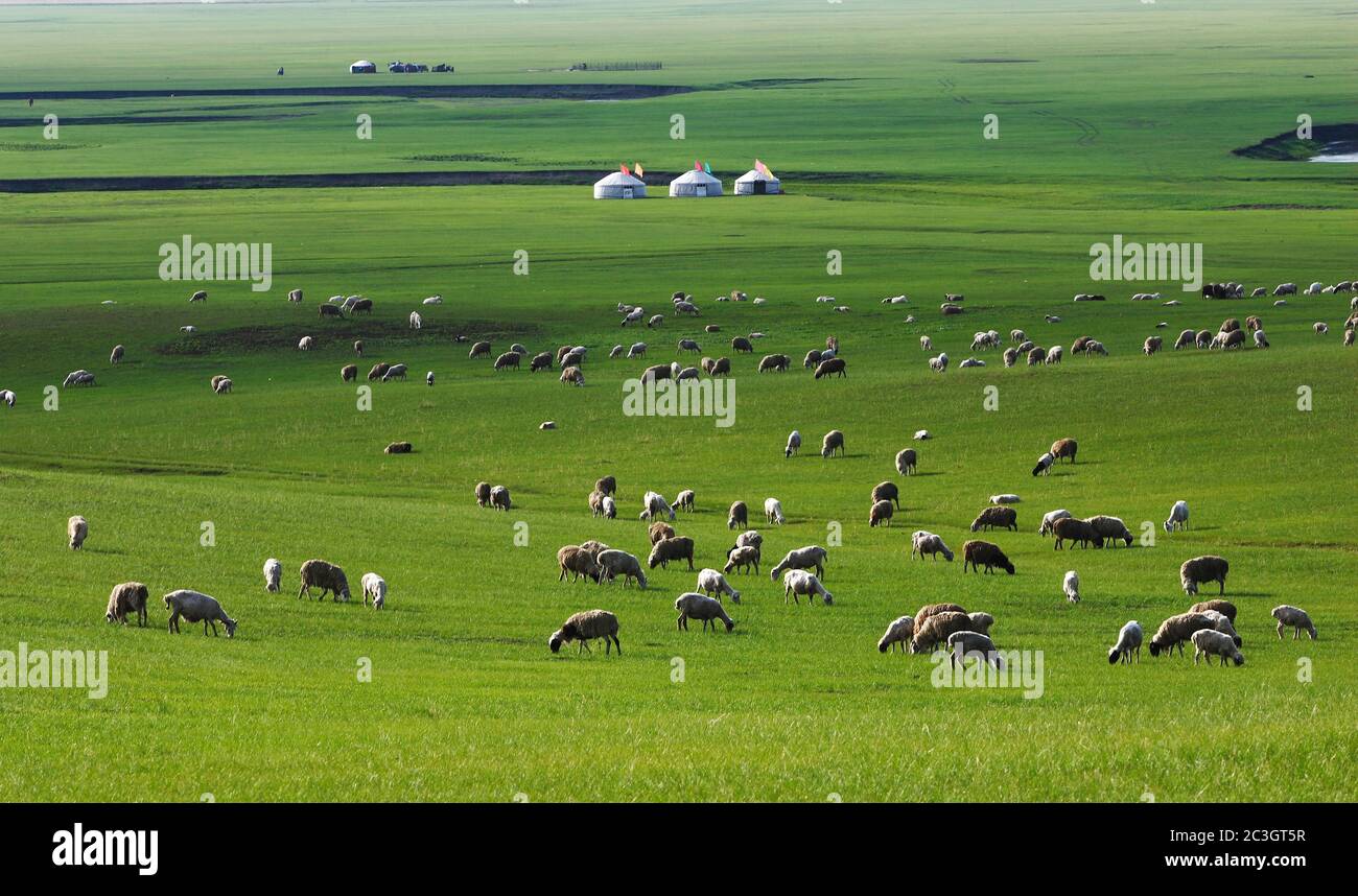 Hulunbuir grassland grazing Stock Photo - Alamy