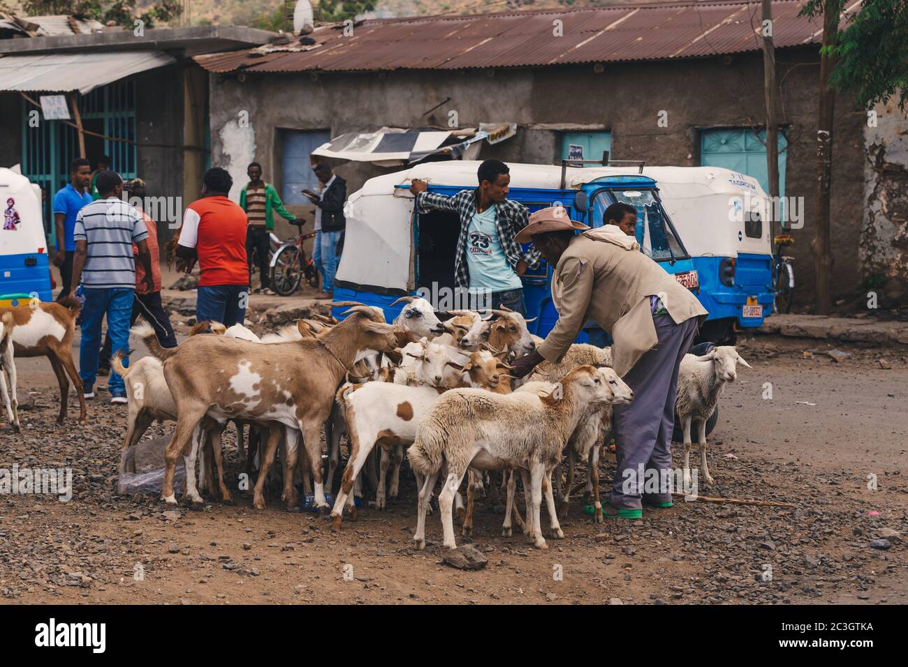Ethiopian sheep hires stock photography and images Alamy