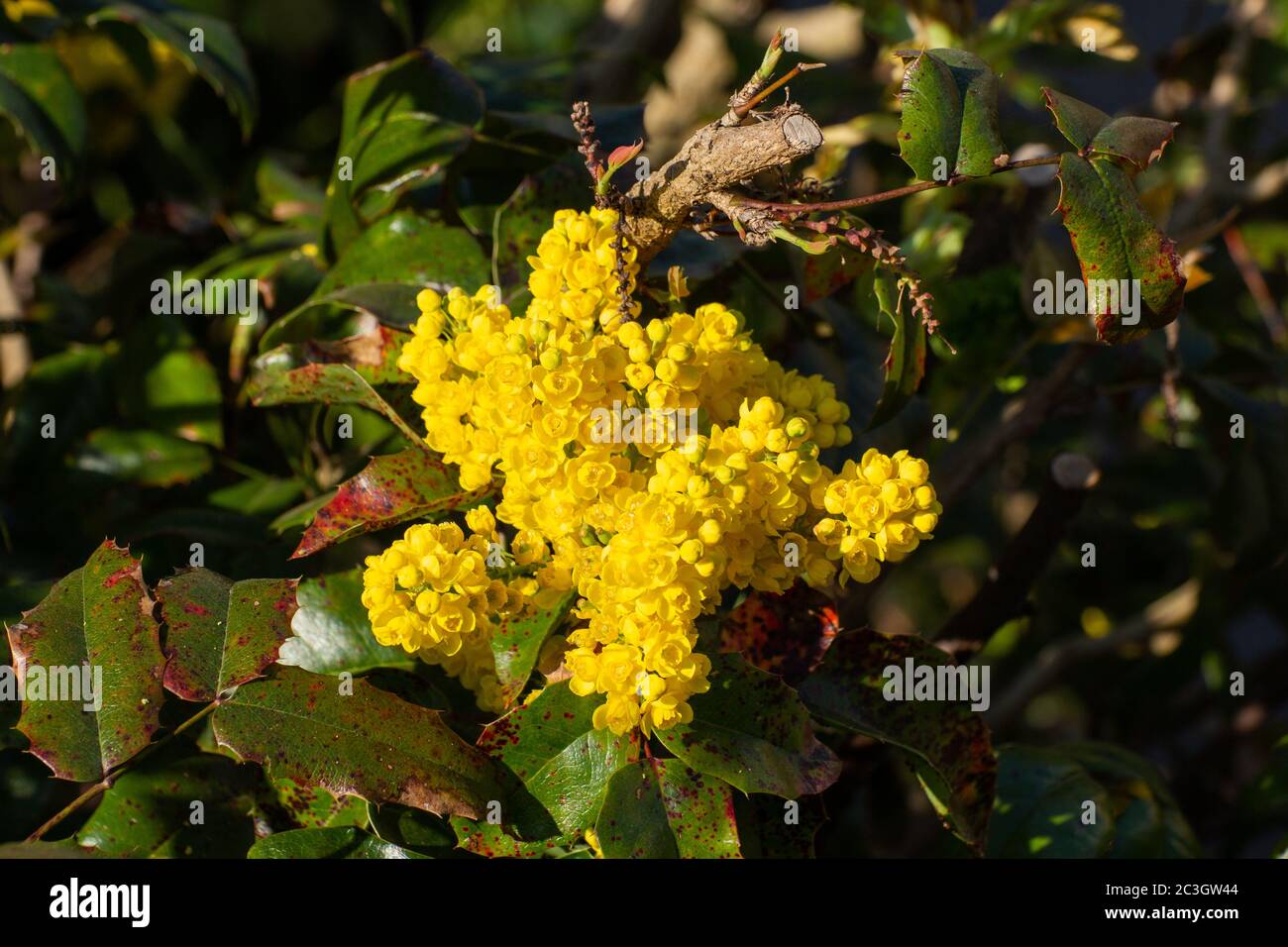 Close up of yellow flowers of a mahonia with dark bokeh, Berberis aquifolium or Gewöhnliche Mahonie Stock Photo
