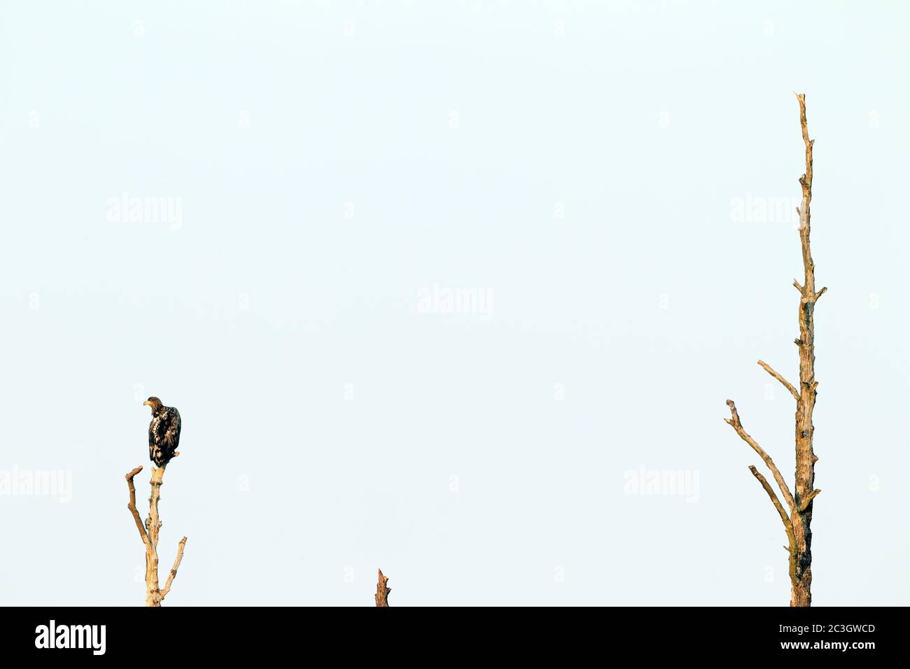 White-tailed Eagle immature resting on an oak tree / Haliaeetus albicilla Stock Photo