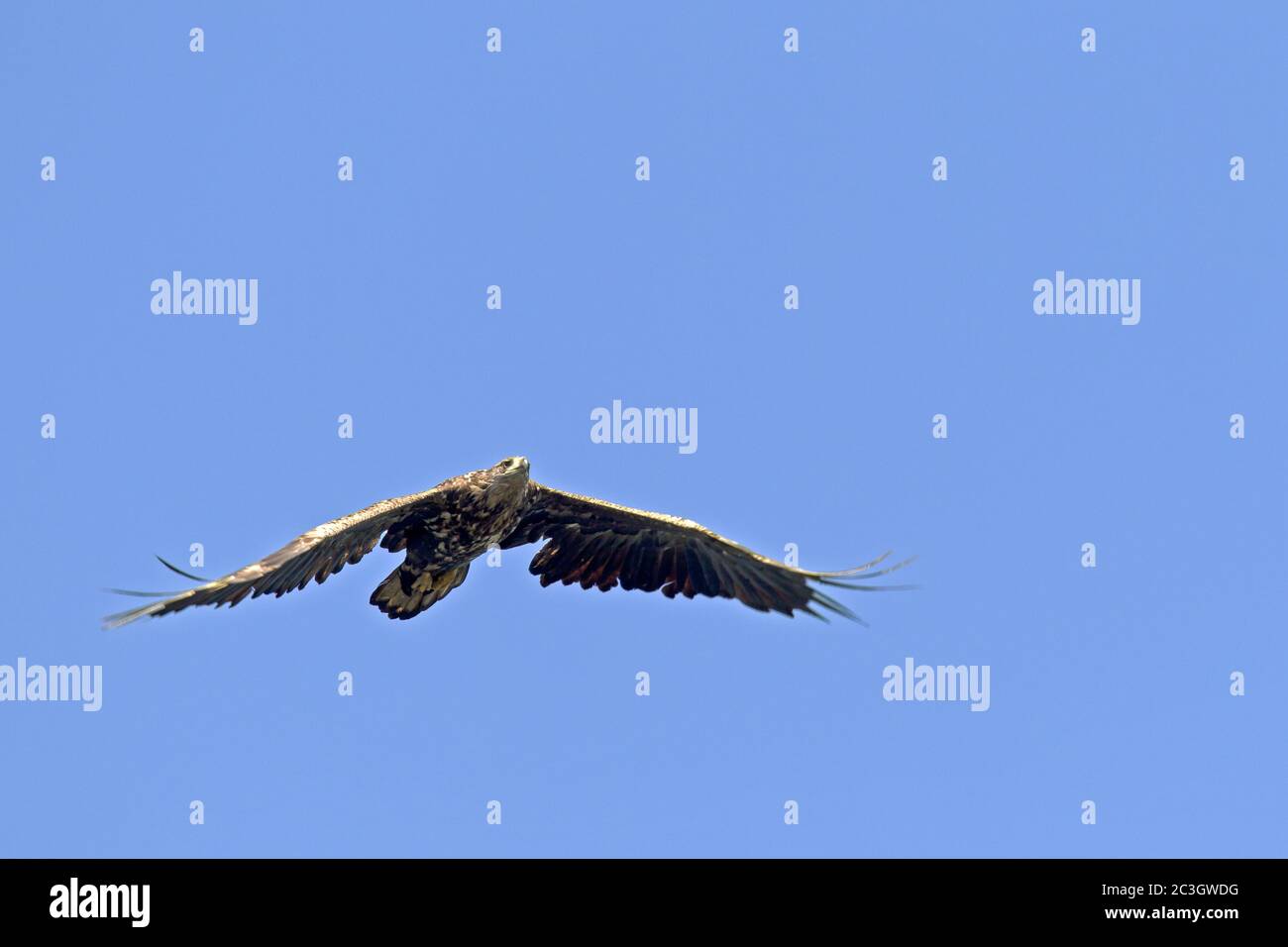 White-tailed Eagle juvenile in flight / Haliaeetus albicilla Stock Photo