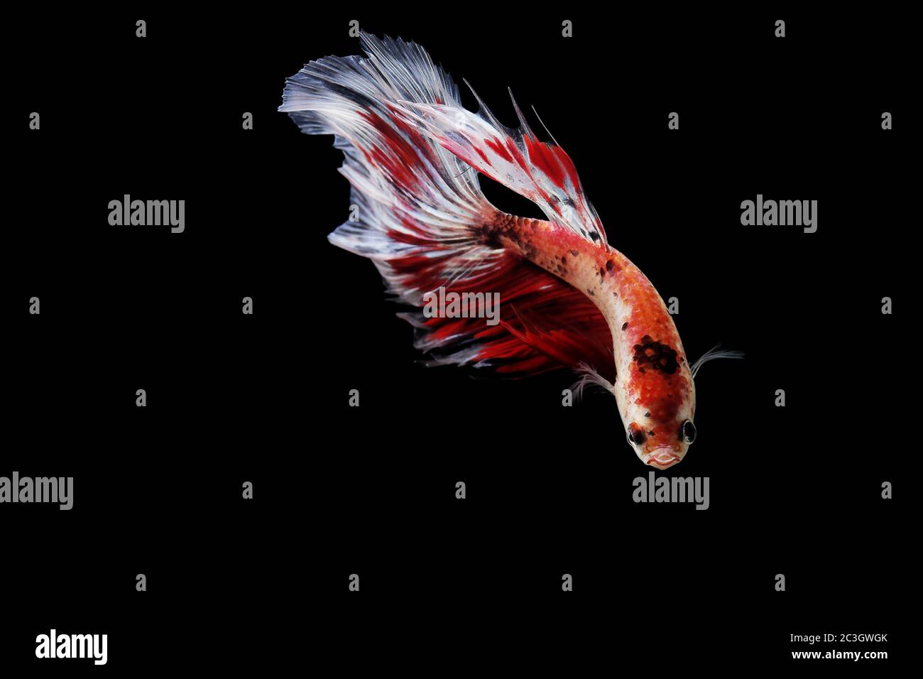 Colourful Betta fish,Siamese fighting fish in movement isolated on black background Stock Photo