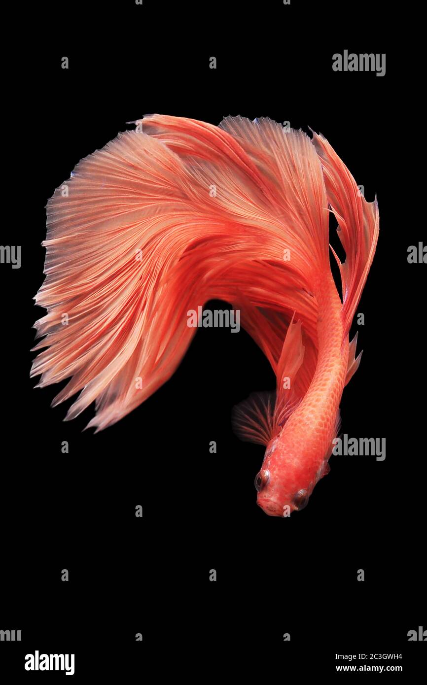 Colourful Betta fish,Siamese fighting fish in movement isolated on black background Stock Photo