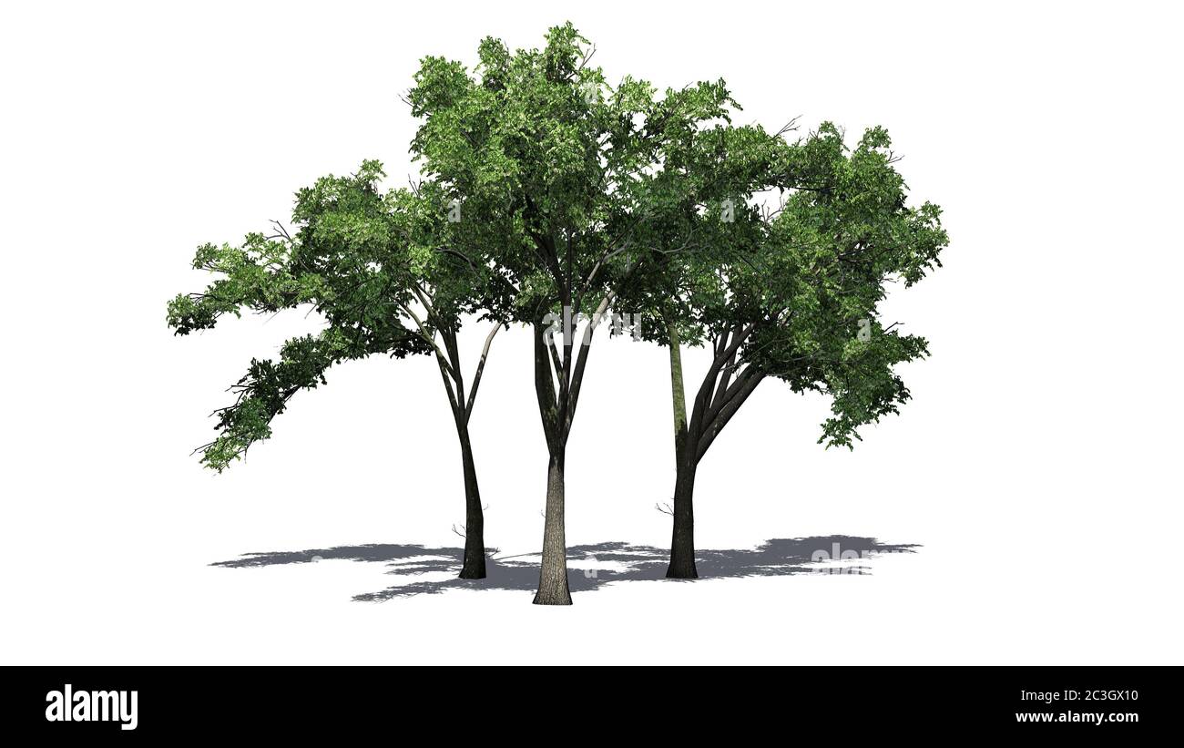 several American Elm trees with shadow on the floor - isolated on white ...