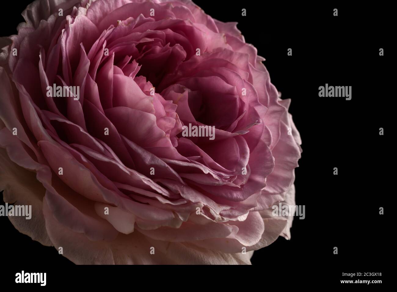 Pretty Pink rose on a black background Stock Photo