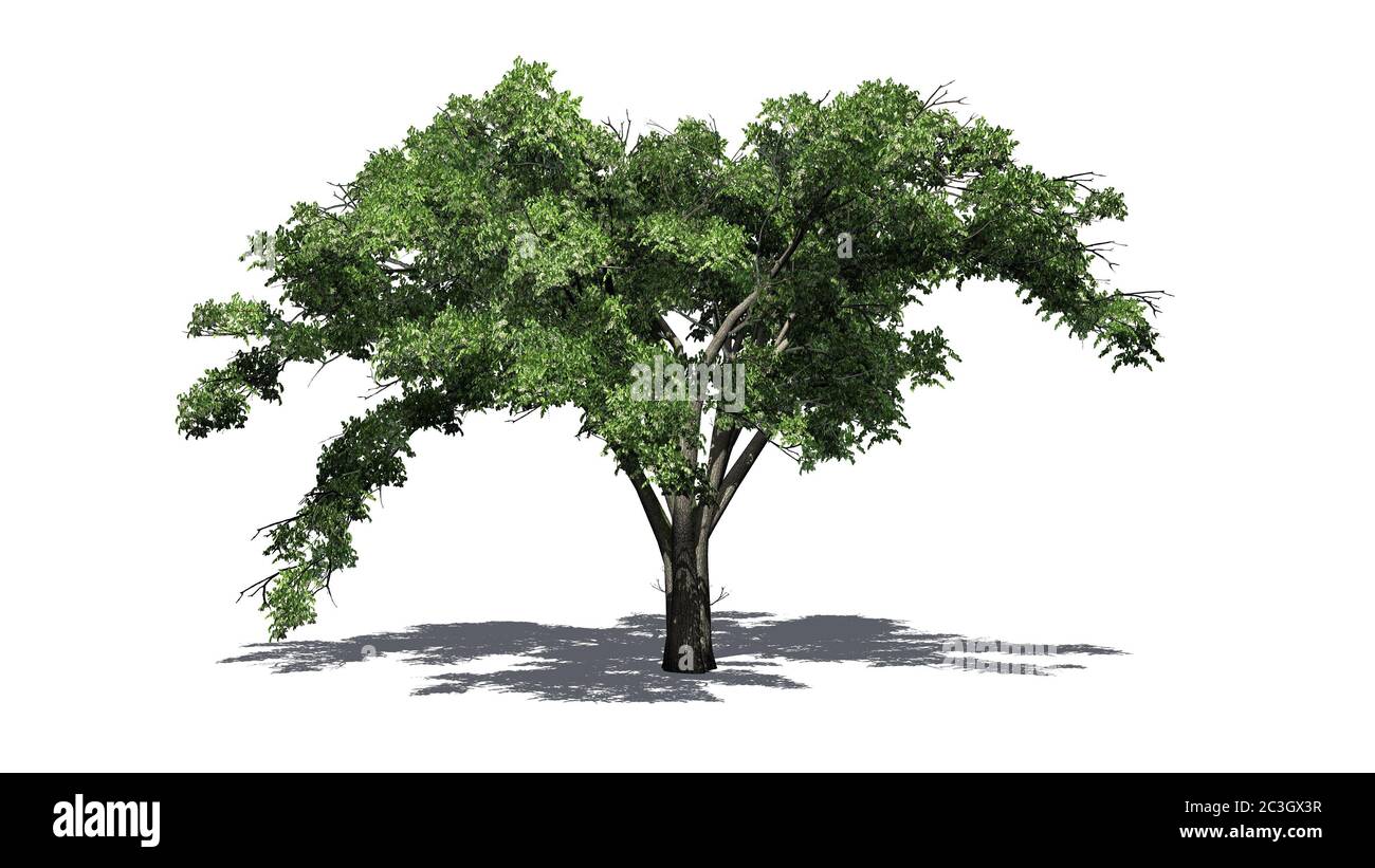 single American Elm tree with shadow on the floor - isolated on white ...
