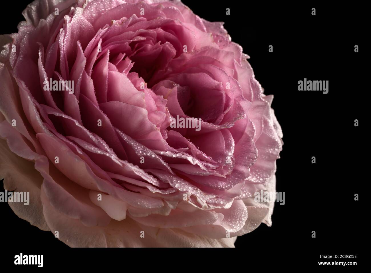 Pretty Pink rose on a black background Stock Photo