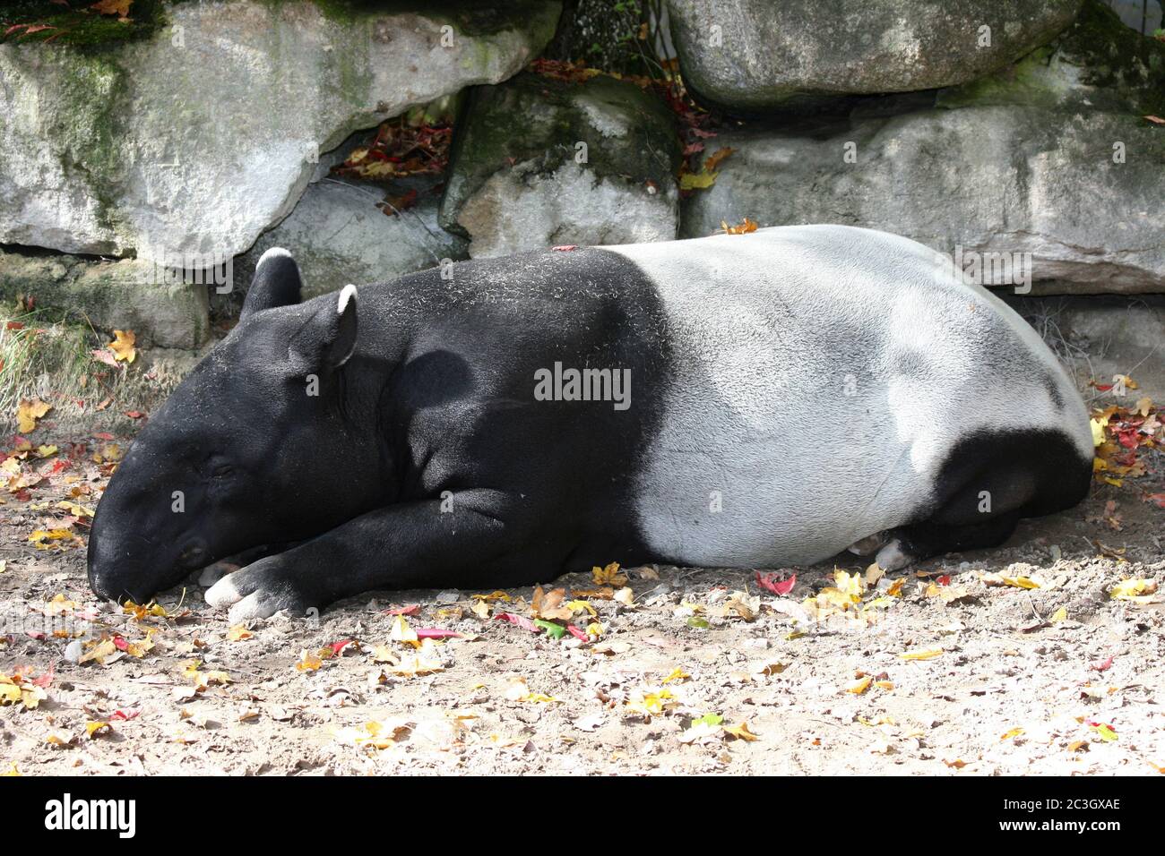 Malaysian tapi  (Tapirus indicus) Stock Photo