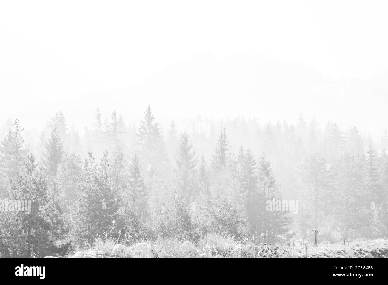 Silhouette pine trees hi-res stock photography and images - Alamy