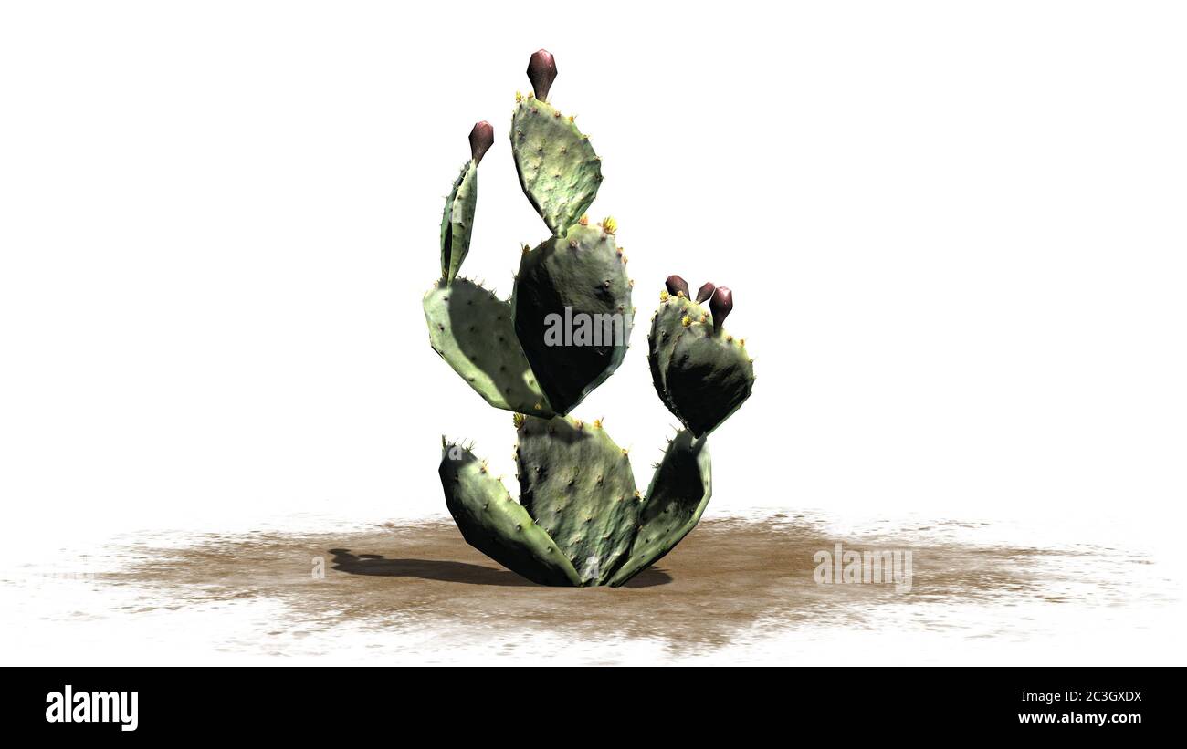 Prickly pear cactus plant with flower buds - isolated on white background Stock Photo