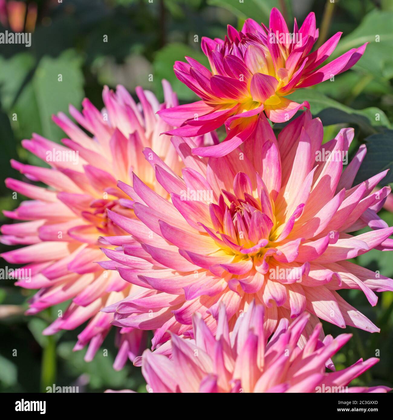 Closeup of pink dahlias hi-res stock photography and images - Alamy