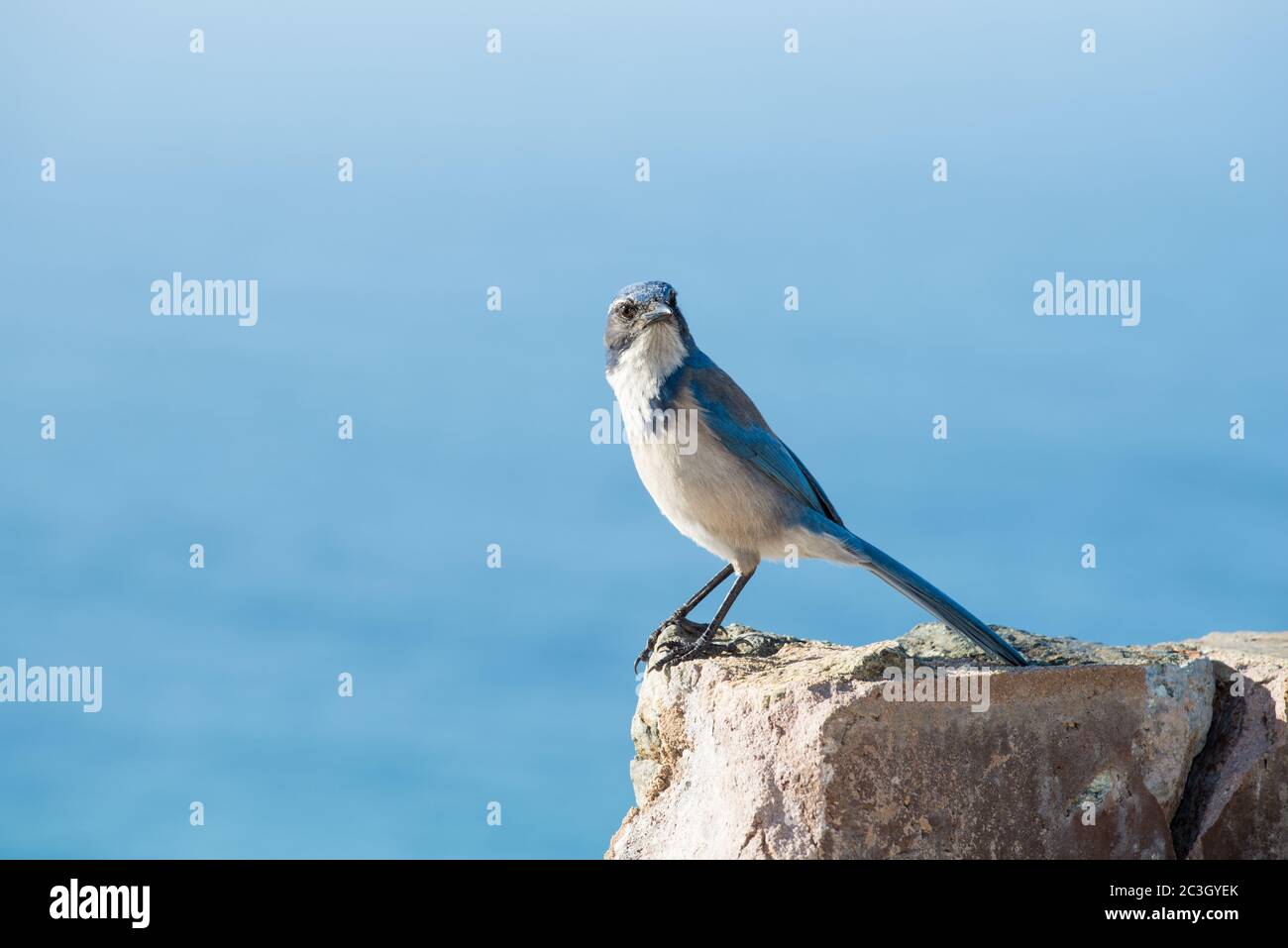 Blue jay environment hi-res stock photography and images - Alamy