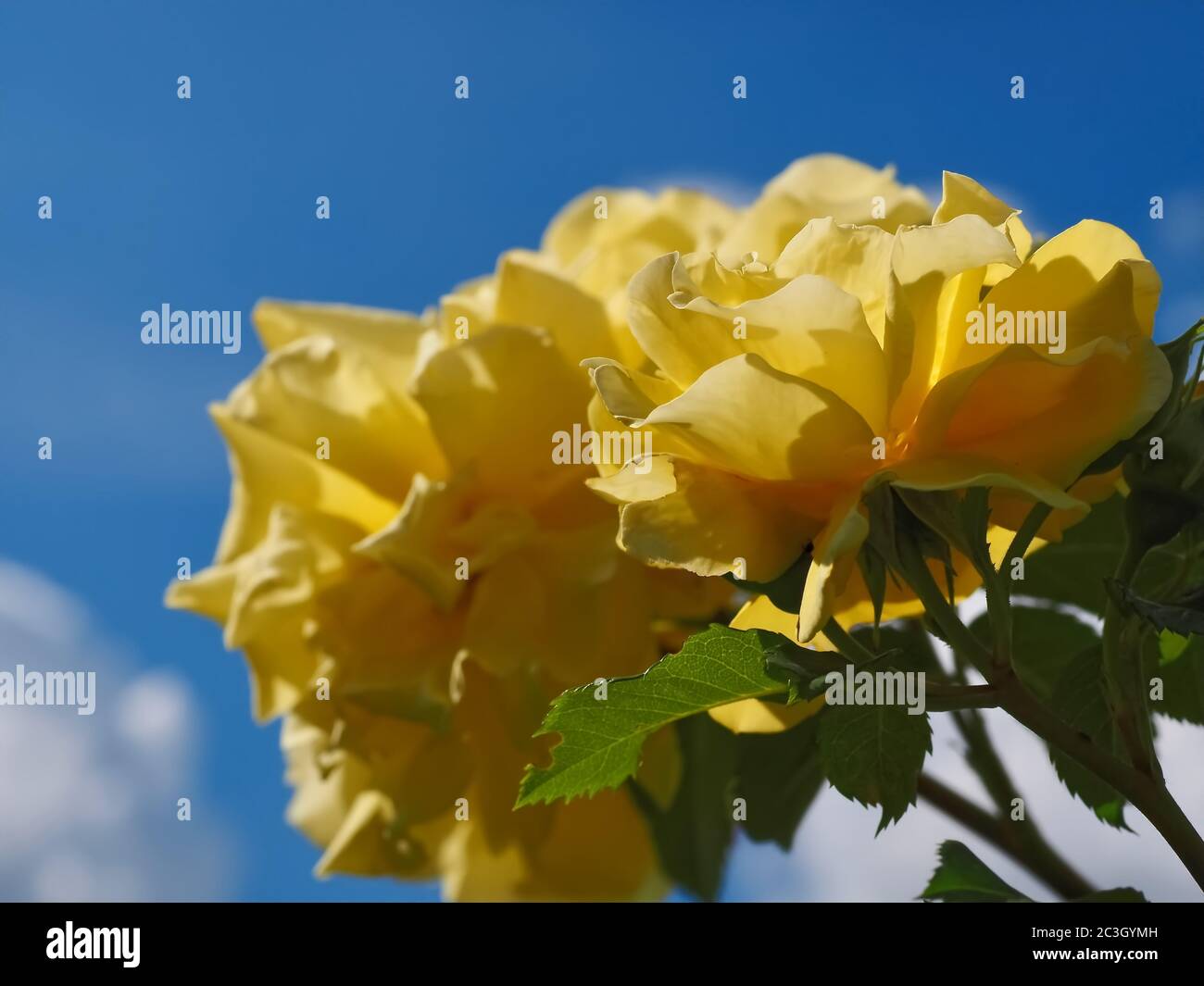 Macro of yellow roses in front of blue sky Stock Photo