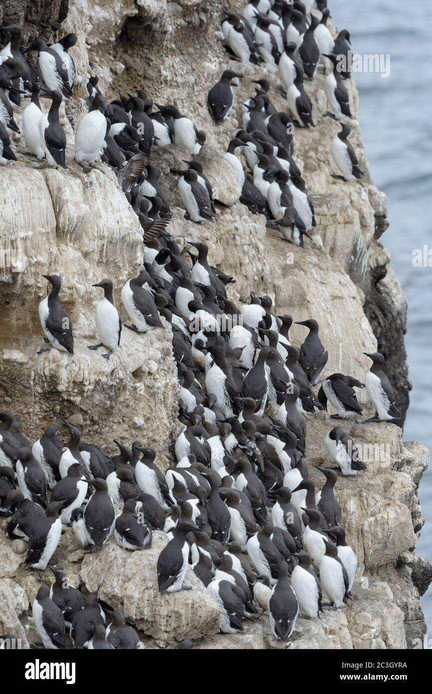 Common murre or common guillemot colony (Uria aalge).  Grimsey Island, Iceland Stock Photo