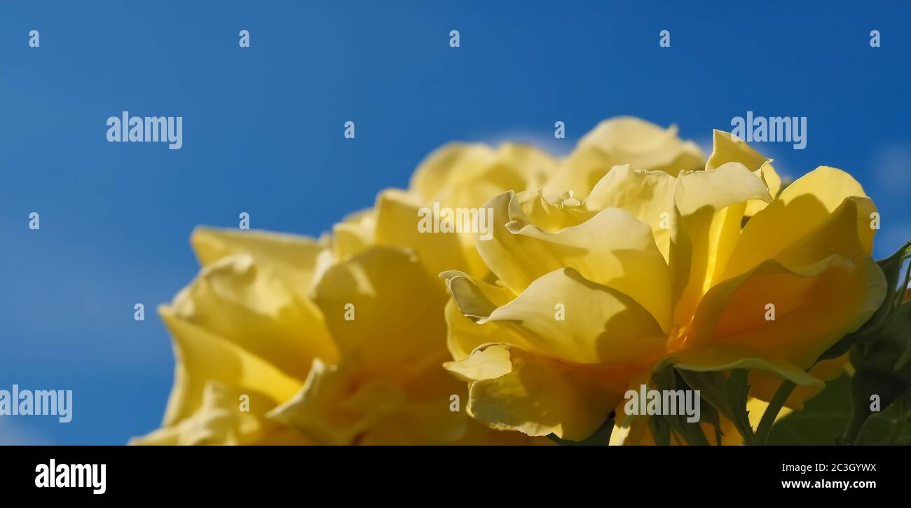 Macro of yellow roses in front of blue sky Stock Photo