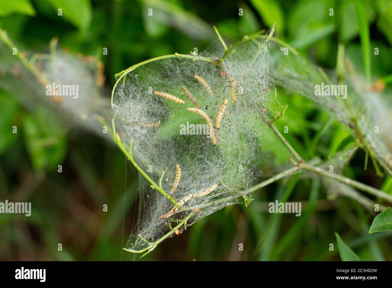 Close up of larvae of a ermine moth, Yponomeuta malinellus or Gespinstmotte Stock Photo