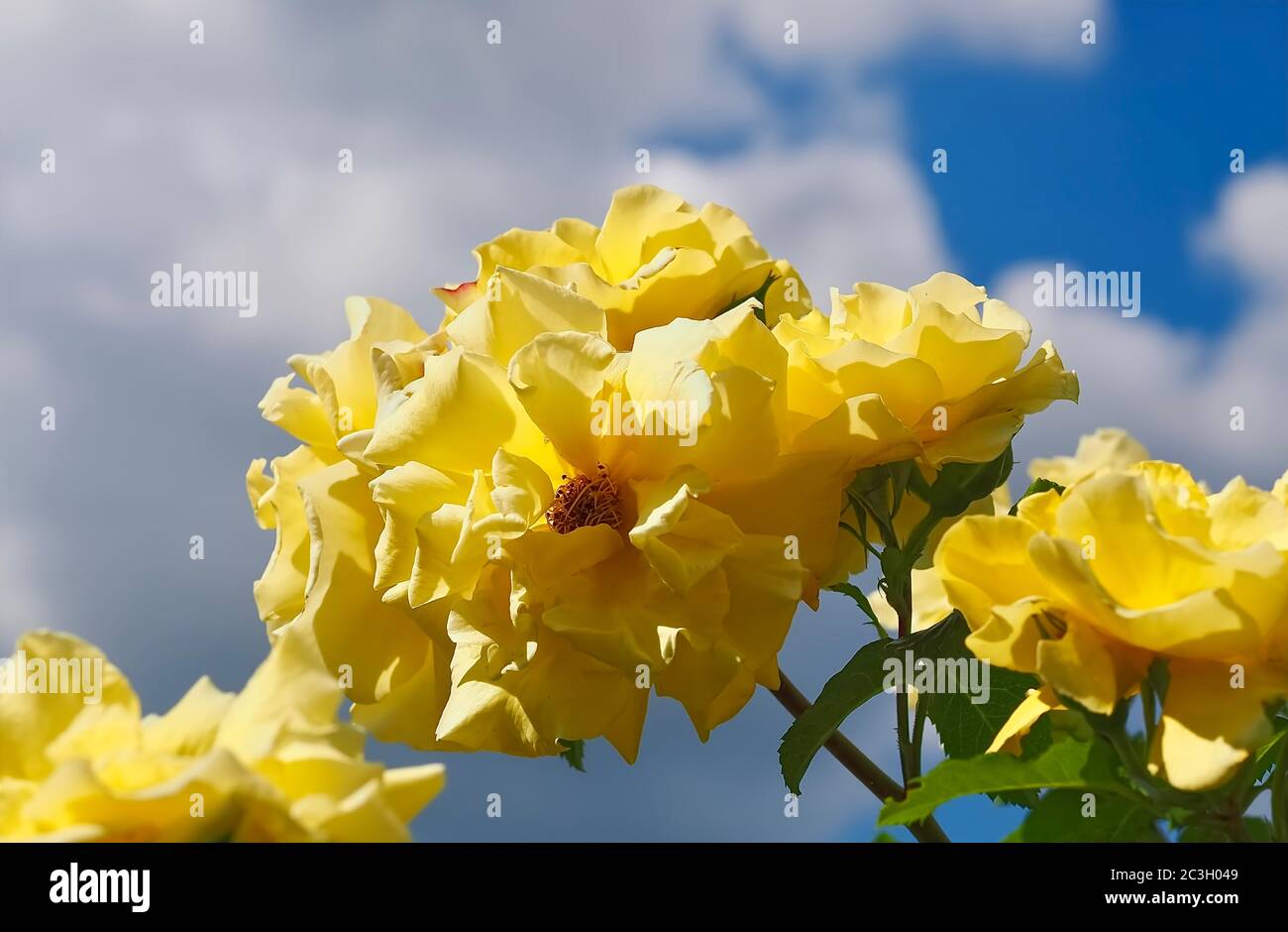 Macro of yellow roses in front of blue sky Stock Photo