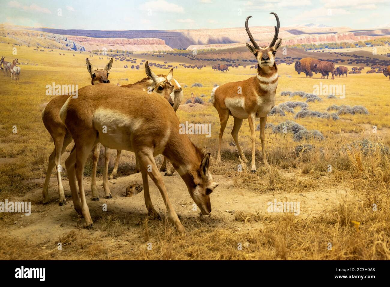 pronghorn Diorama in Hall of North American Mammals  in American Museum of natural history, NYC Stock Photo