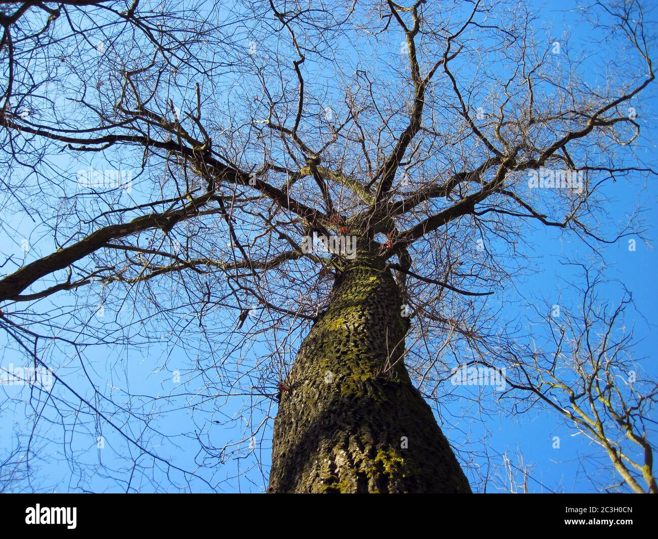 Low angle shot of a bare tree in the forest with a blue sky in the ...