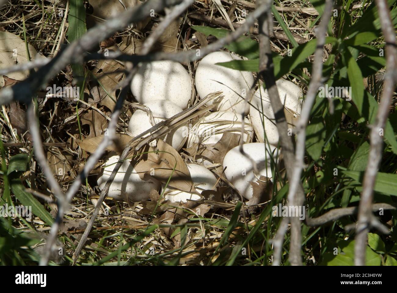 MONTGOMERY CITY, UNITED STATES - Dec 22, 2008: A nest with Eastern Wild Turkey eggs hidden in a fencerow. Stock Photo