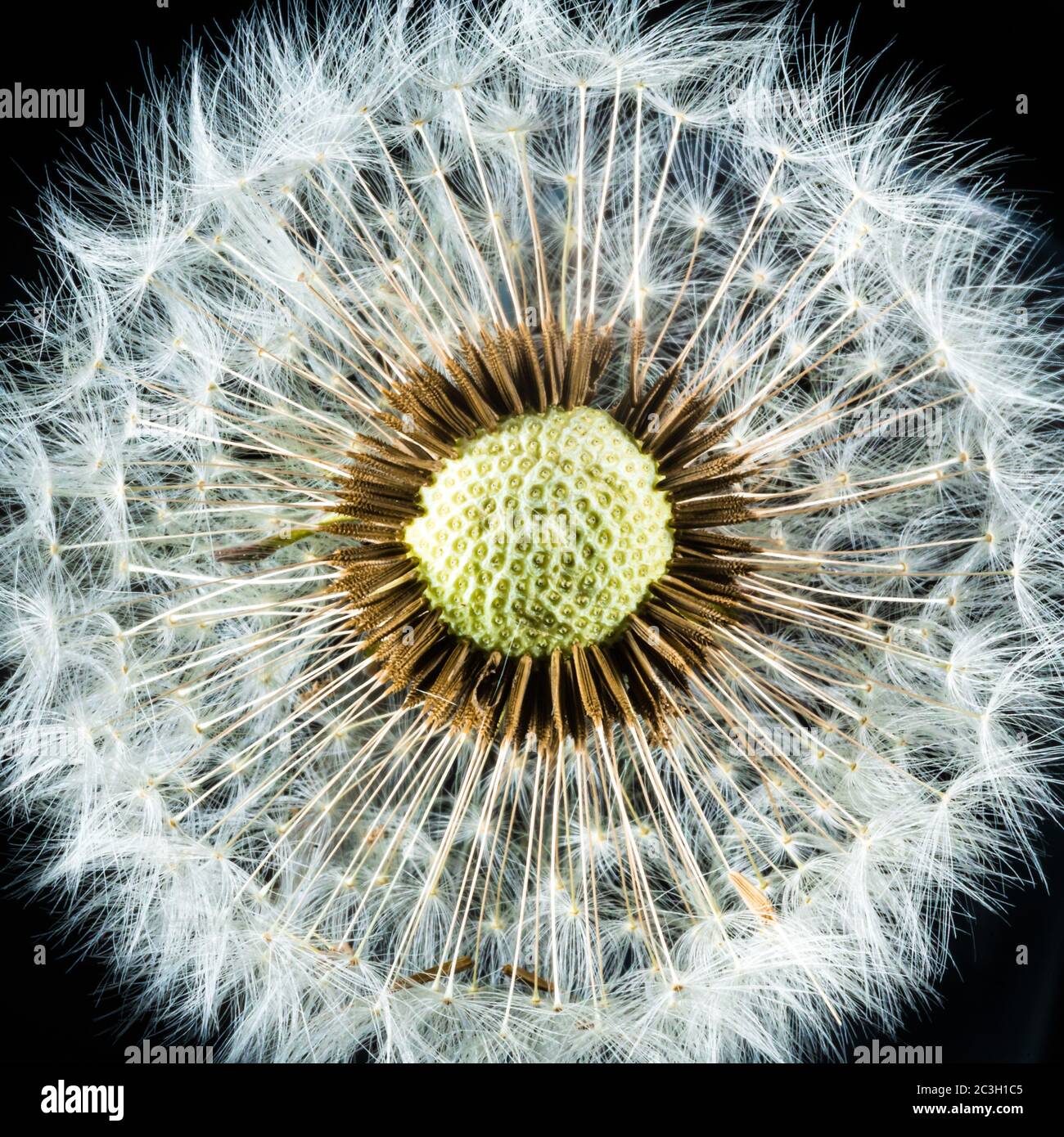 Closeup shot of a red-seeded dandelion on a black background Stock Photo