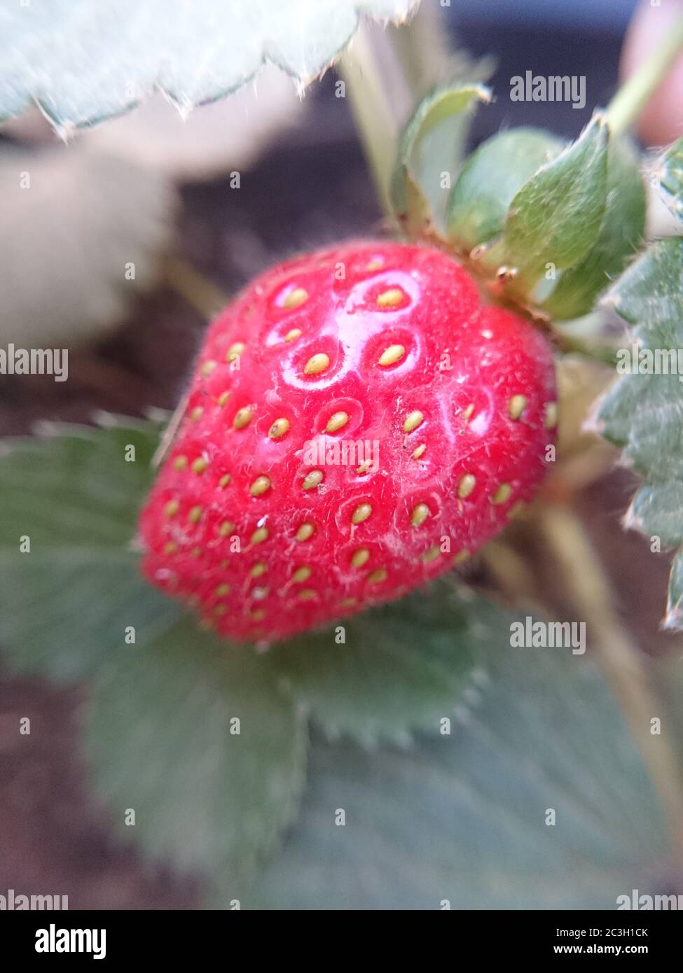 Closeup shot of a ripe strawberry with a blurry background Stock Photo ...